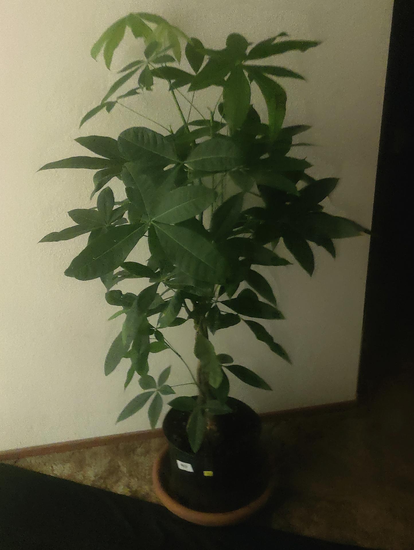 View Gallery Post ID 1116 by infinivaeria